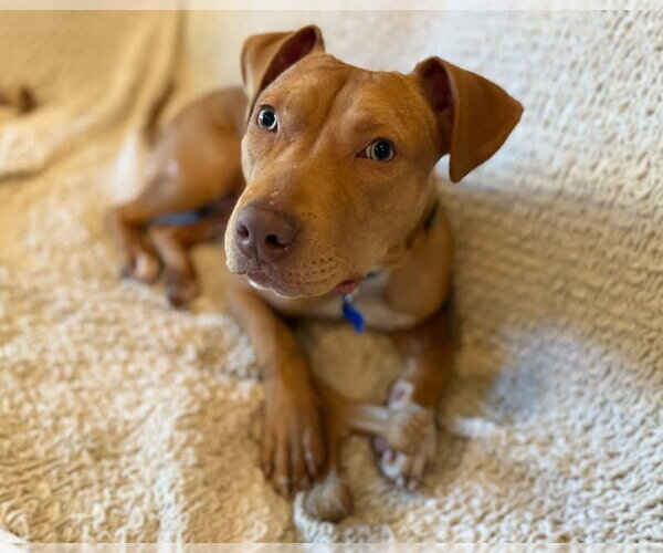 Medium Photo #2 American Pit Bull Terrier-Unknown Mix Puppy For Sale in Spring Lake, NJ, USA