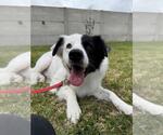 Small #20 Great Pyrenees Mix