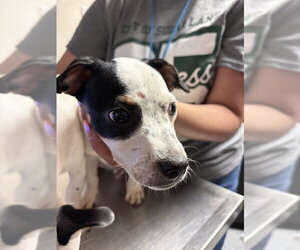 Mutt Dogs for adoption in Sugar Land, TX, USA