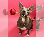 Small #1 American Pit Bull Terrier Mix