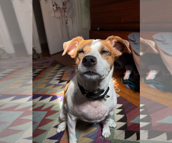 Medium Photo #16 Mutt Puppy For Sale in Philadelphia, PA, USA