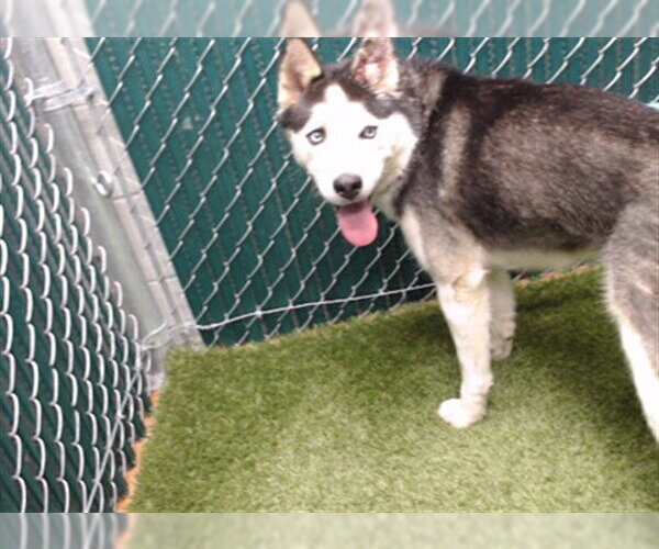 Medium Photo #1 Siberian Husky Puppy For Sale in Downey, CA, USA