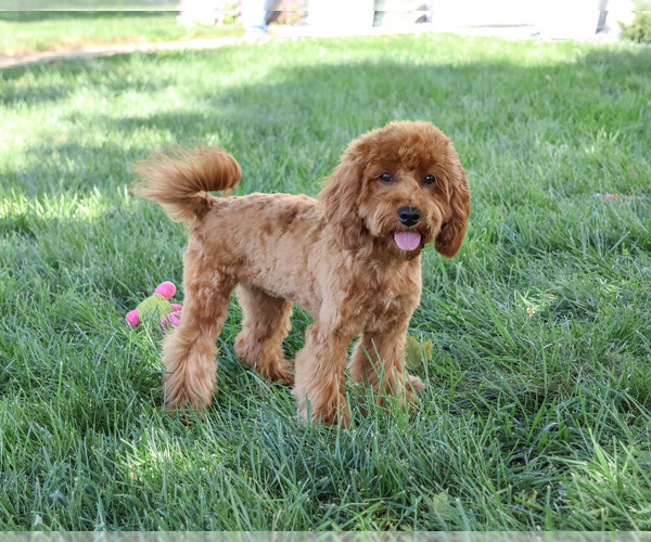 Medium Photo #6 Cavapoo (Miniature) Puppy For Sale in SYRACUSE, IN, USA