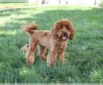 Small #5 Cavapoo (Miniature)