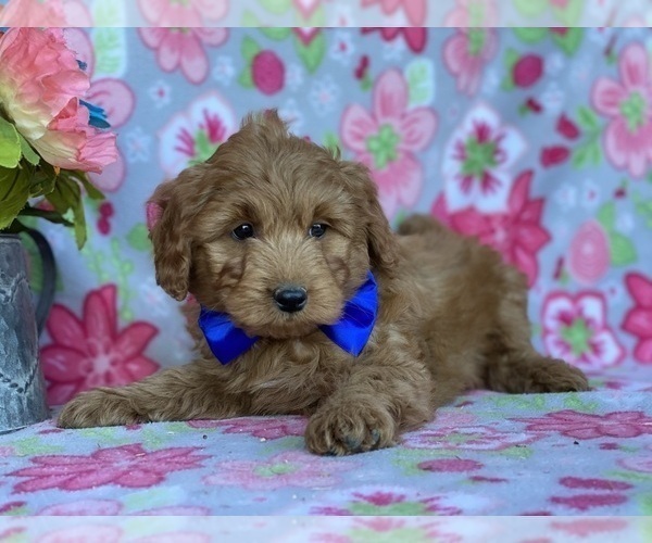 Medium Photo #1 Goldendoodle (Miniature) Puppy For Sale in LANCASTER, PA, USA