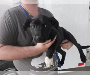 German Shepherd Dog-Unknown Mix Dogs for adoption in Oroville, CA, USA