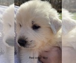 Puppy 10 Great Pyrenees