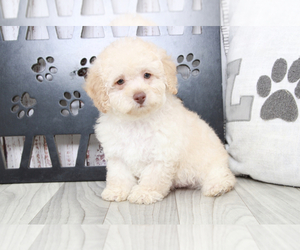 Medium Poodle (Miniature)