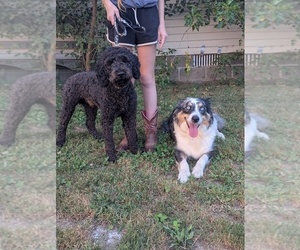 Mother of the Aussiedoodle Miniature  puppies born on 07/10/2025