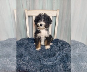 Aussiedoodle Puppy for sale in GOSHEN, IN, USA