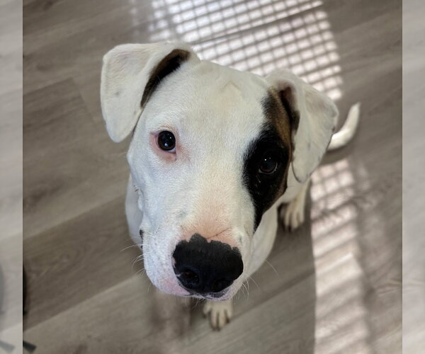 Medium Photo #6 American Pit Bull Terrier-American Staffordshire Terrier Mix Puppy For Sale in Chester, VA, USA