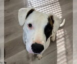Small #5 American Pit Bull Terrier-American Staffordshire Terrier Mix