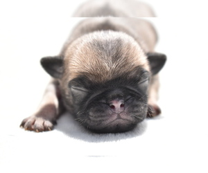 Pug Puppy for sale in PALM COAST, FL, USA