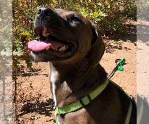 Labrador Retriever-Redbone Coonhound Mix Dogs for adoption in CASTLE ROCK, CO, USA