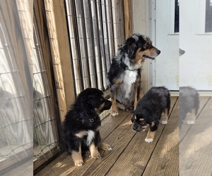 Australian Shepherd Puppy for sale in MUSKOGEE, OK, USA