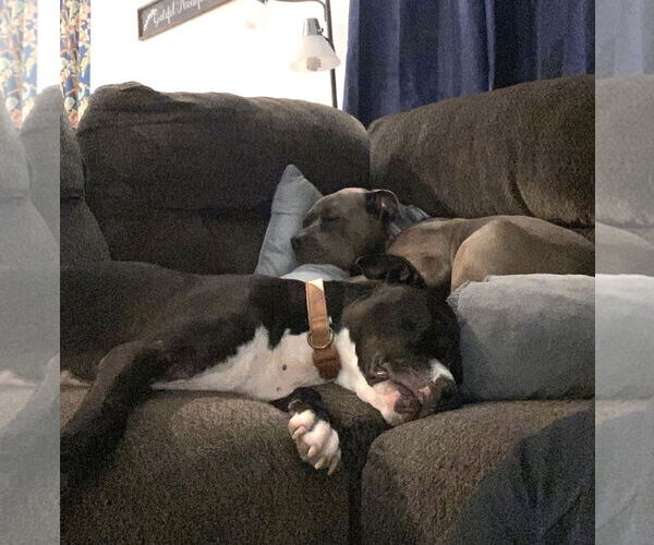 Medium Photo #2 American Staffordshire Terrier-Unknown Mix Puppy For Sale in HOUSTON, TX, USA