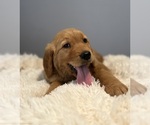Small #6 Golden Retriever