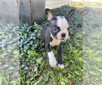 Small #6 Boston Terrier