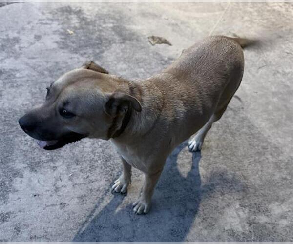 Medium Photo #1 Black Mouth Cur-Unknown Mix Puppy For Sale in San Antonio, TX, USA