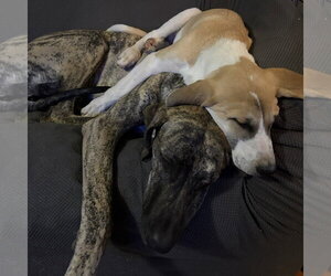 Willow - Female Great Pyredane Dog for Adoption - Photo #4
