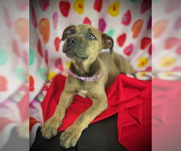 Medium Photo #7 Black Mouth Cur-Catahoula Leopard Dog Mix Puppy For Sale in Pleasanton, TX, USA