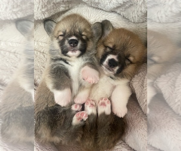 Medium Photo #1 Pembroke Welsh Corgi Puppy For Sale in PERRIS, CA, USA