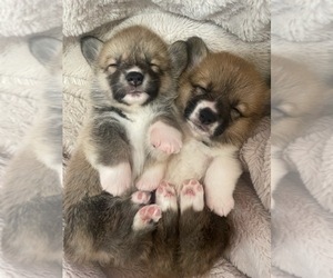 Medium Pembroke Welsh Corgi
