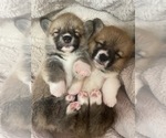 Small Pembroke Welsh Corgi
