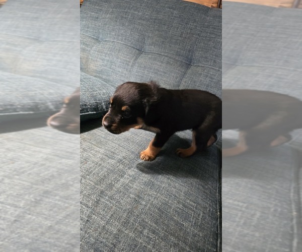 Medium Photo #10 Rottweiler Puppy For Sale in BRADFORD, NY, USA