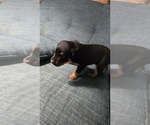 Small #9 Rottweiler