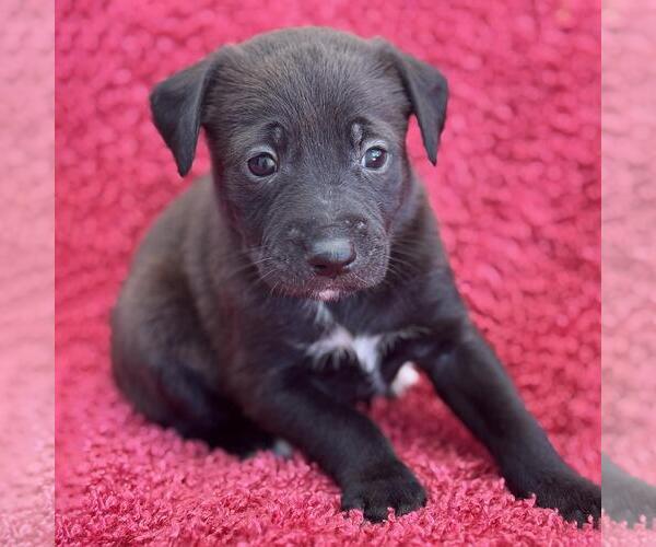 Medium Photo #1 Colonial Cocker Spaniel-Unknown Mix Puppy For Sale in San Diego, CA, USA
