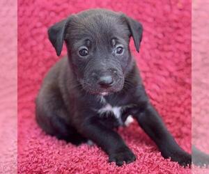 Colonial Cocker Spaniel-Unknown Mix Dogs for adoption in San Diego, CA, USA