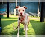 Small Photo #2 Pointer-Unknown Mix Puppy For Sale in Orlando, FL, USA