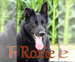 Small #7 German Shepherd Dog