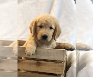 Golden Retriever Puppy for sale in BEAR CREEK, NC, USA