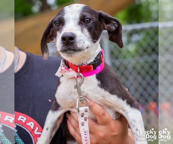 Medium Photo #1 Feist Terrier-Unknown Mix Puppy For Sale in Washington, DC, USA