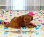 Small #1 Cavapoo mix (+ Poodle Miniature)