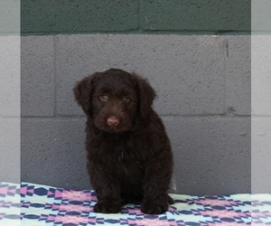 Medium Portuguese Water Dog