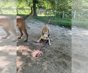Collie-Unknown Mix Dogs for adoption in Lancaster, PA, USA