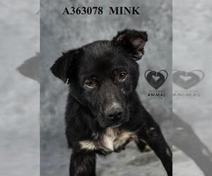 Mutt Dogs for adoption in Stockton, CA, USA
