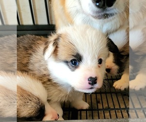 Pembroke Welsh Corgi Puppy for sale in CHINO HILLS, CA, USA
