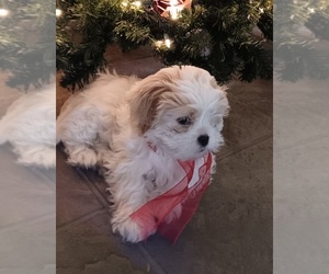 Mal-Shi Puppy for sale in GRANITE BAY, CA, USA