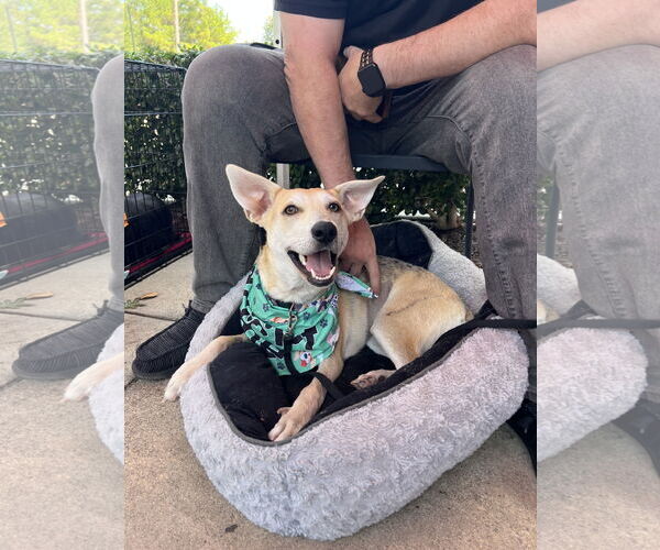 Medium Photo #2 Mutt Puppy For Sale in The Woodlands, TX, USA