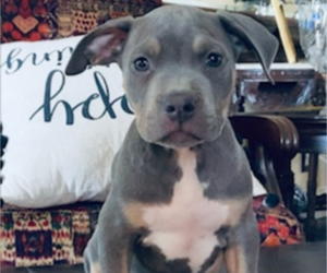 American Pit Bull Terrier Puppy for sale in POPLAR BLUFF, MO, USA