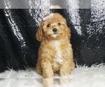 Puppy Pebbles AKC Poodle (Miniature)