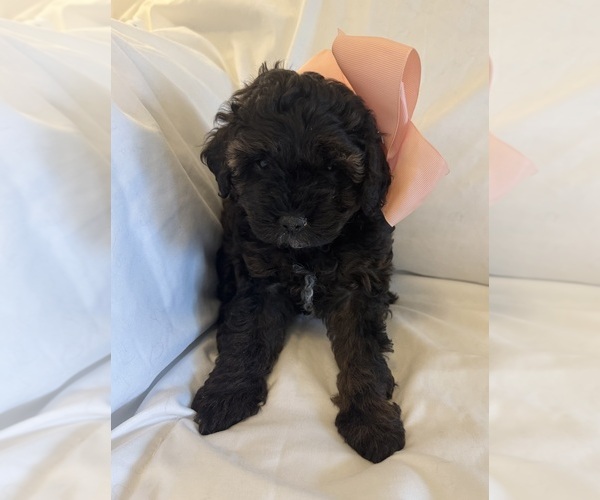 Medium Photo #3 Miniature Bernedoodle Puppy For Sale in AUBURNDALE, FL, USA