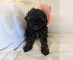 Small Photo #106 Miniature Bernedoodle Puppy For Sale in AUBURNDALE, FL, USA