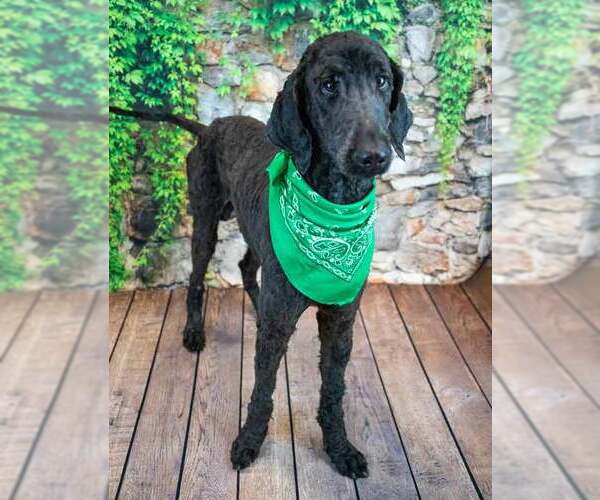 Medium Photo #6 Poodle (Standard) Puppy For Sale in Kennesaw, GA, USA