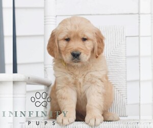 Golden Retriever Puppy for sale in COATESVILLE, PA, USA