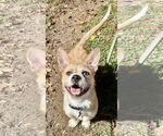 Small #4 Cairn Terrier Mix
